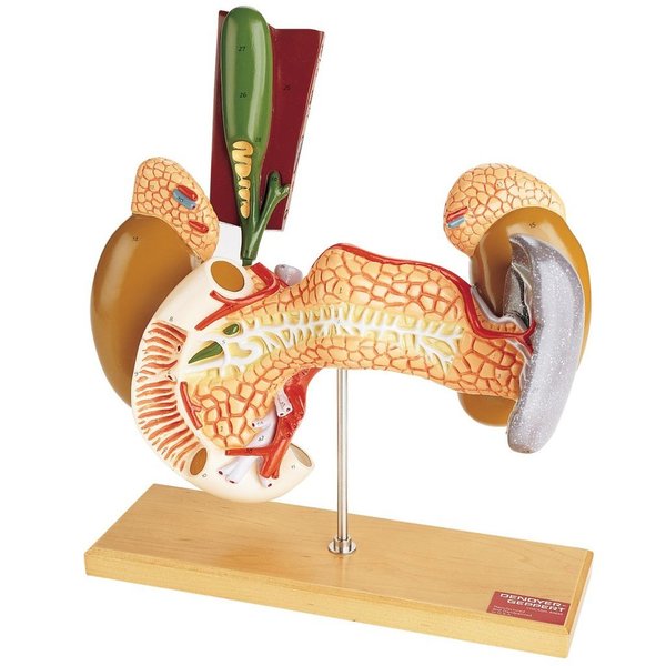 Denoyer-Geppert Anatomical Model, Internal Organs Model 0146-00